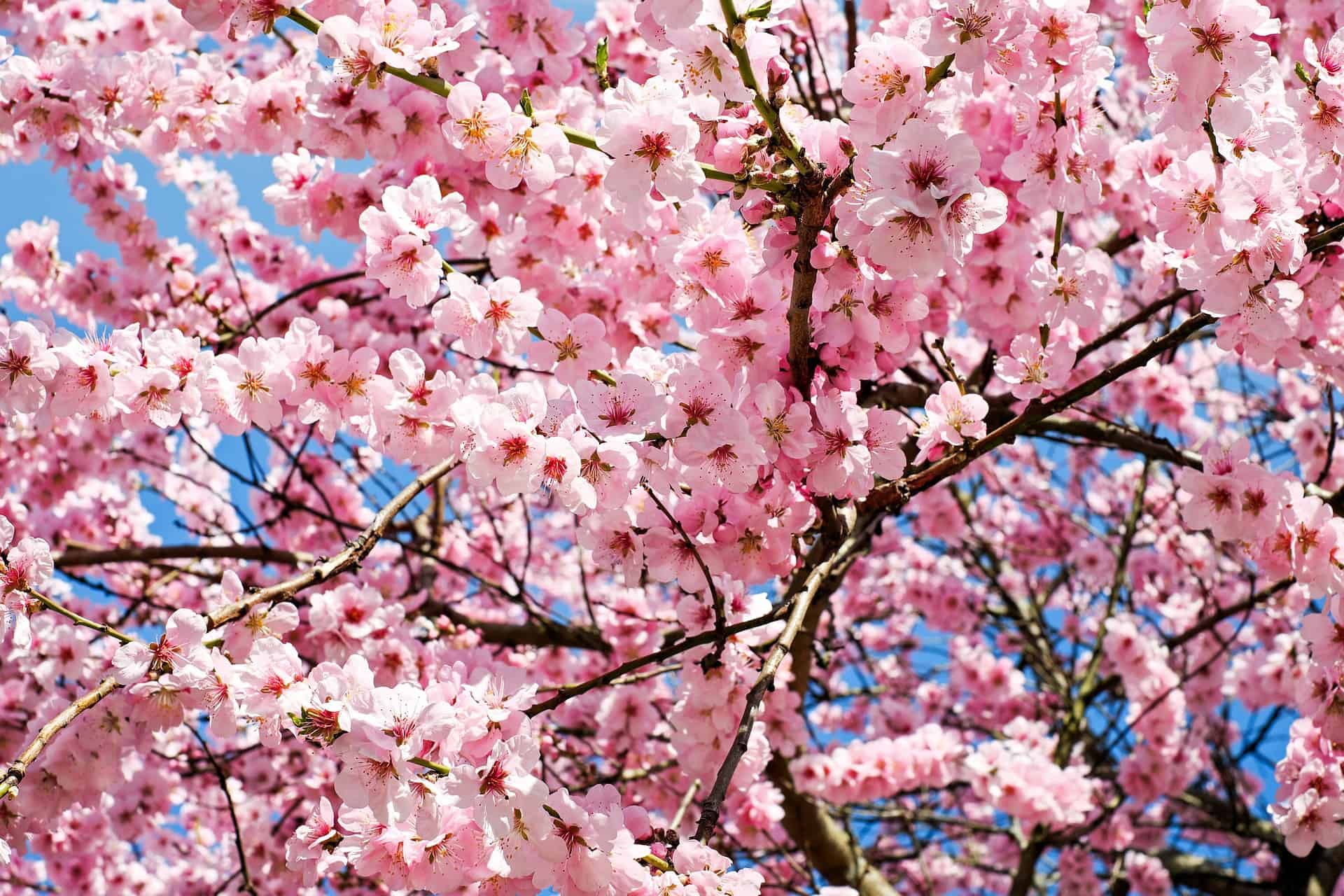 Sakura flowers or Cherry blossoms in full bloom on a pink