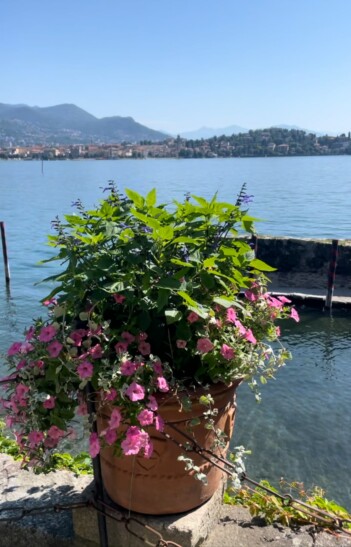 A pot of pink flowers along Lake Maggiore