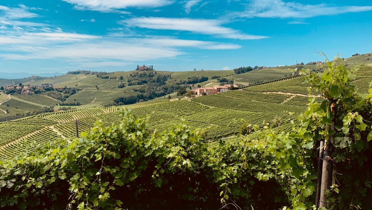 Vineyards in Barolo in the Piedmont region of Italy